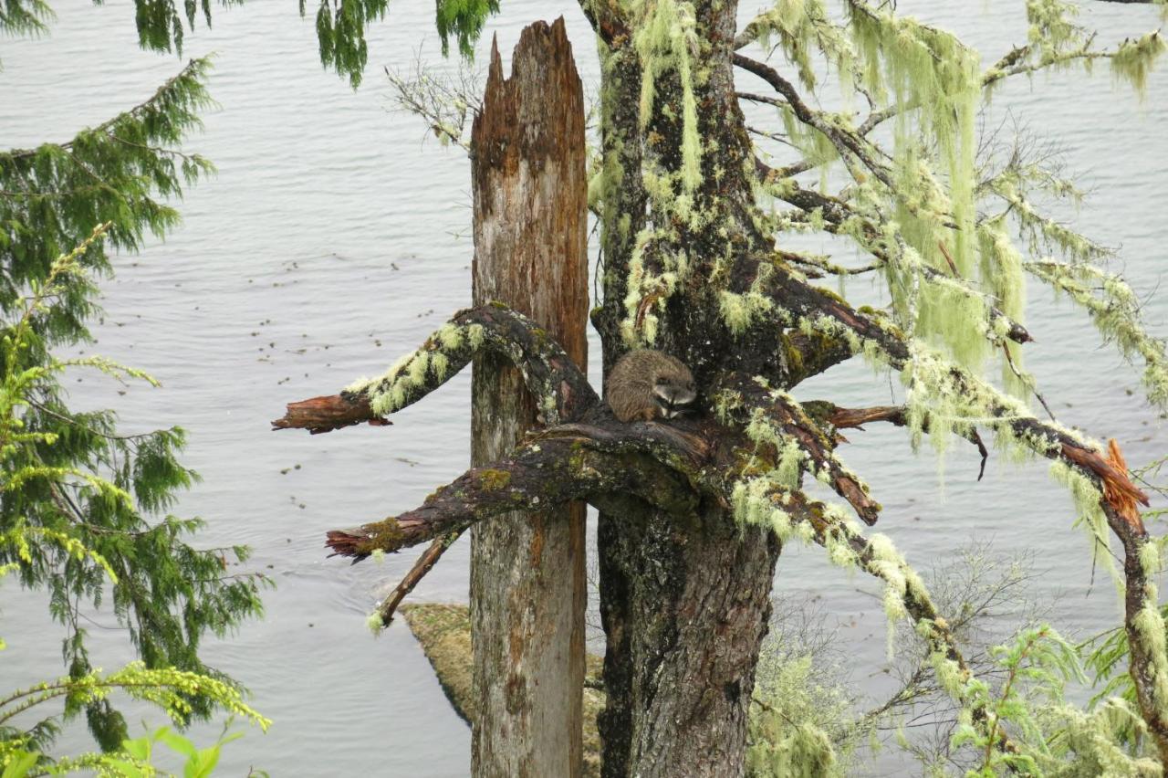 A Shack In The Woods Villa Port Renfrew Buitenkant foto