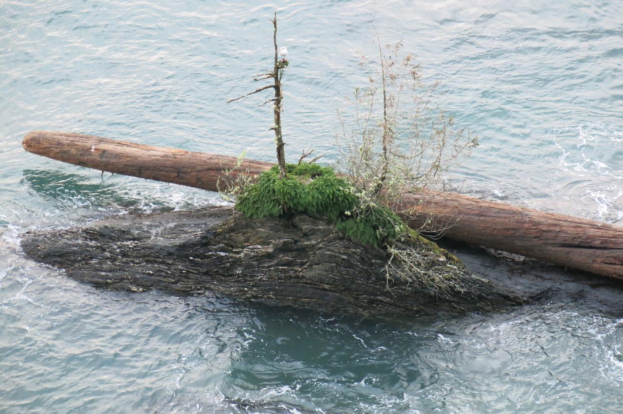 A Shack In The Woods Villa Port Renfrew Buitenkant foto