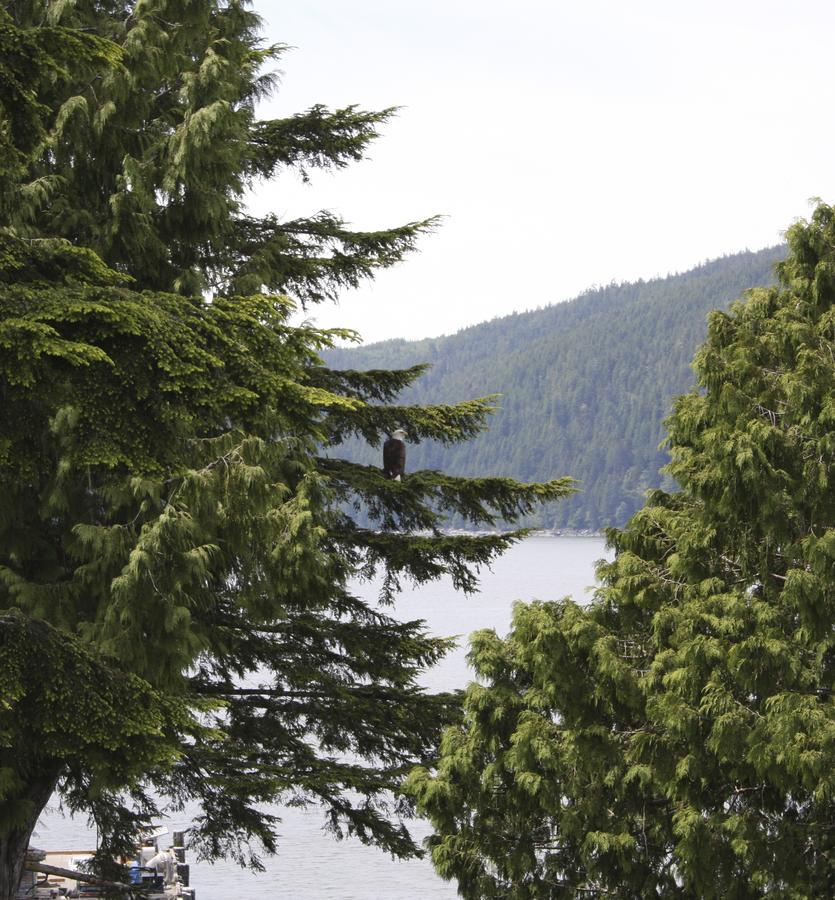 A Shack In The Woods Villa Port Renfrew Buitenkant foto